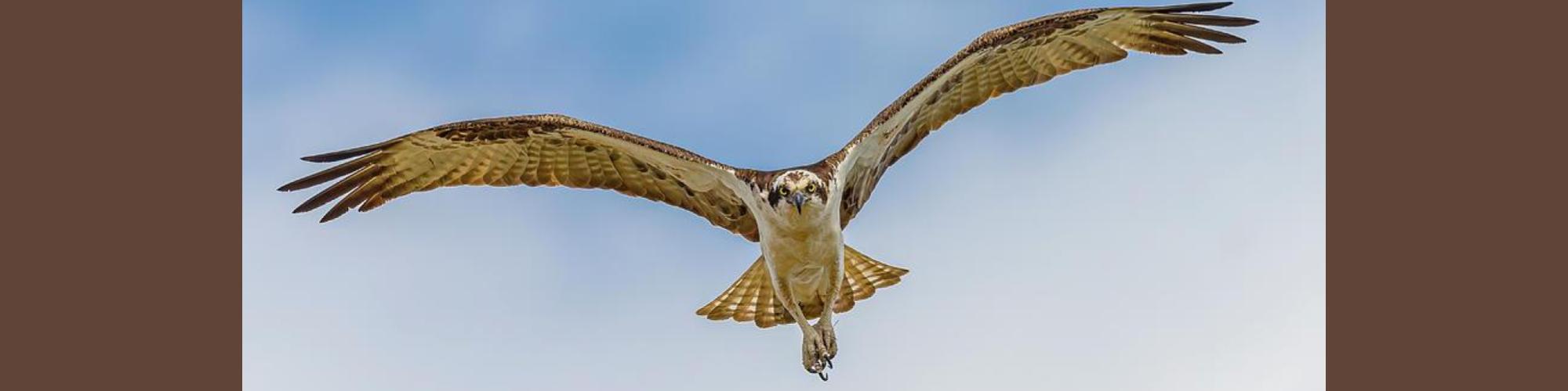 flying osprey