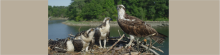 Osprey family